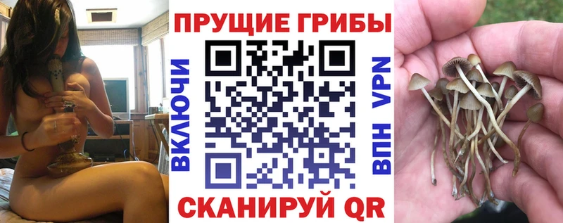наркошоп  Карталы  Псилоцибиновые грибы Cubensis 